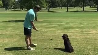 Hombre practica golf y juega con su perro al mismo tiempo
