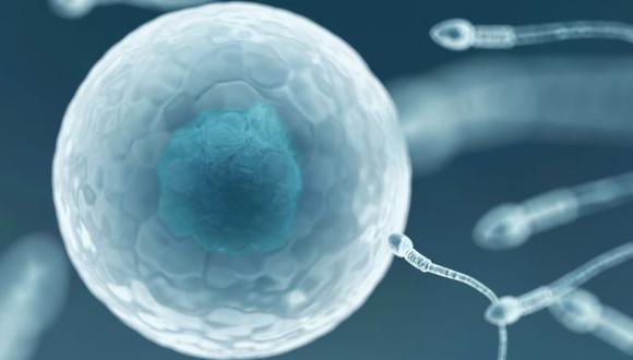 Los óvulos de laboratorio no fueron fecundados por lo que se deconoce si eso es viable. (Foto: Science Photo Library)
