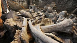 Recuperan parte del esqueleto de un mamut devorado por hombres