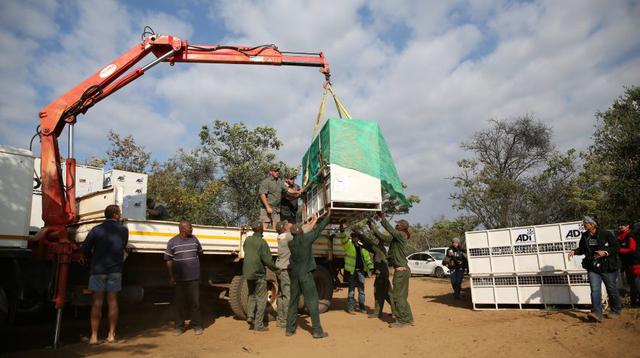 Leones rescatados en el Perú inician nueva vida en Sudáfrica - 4