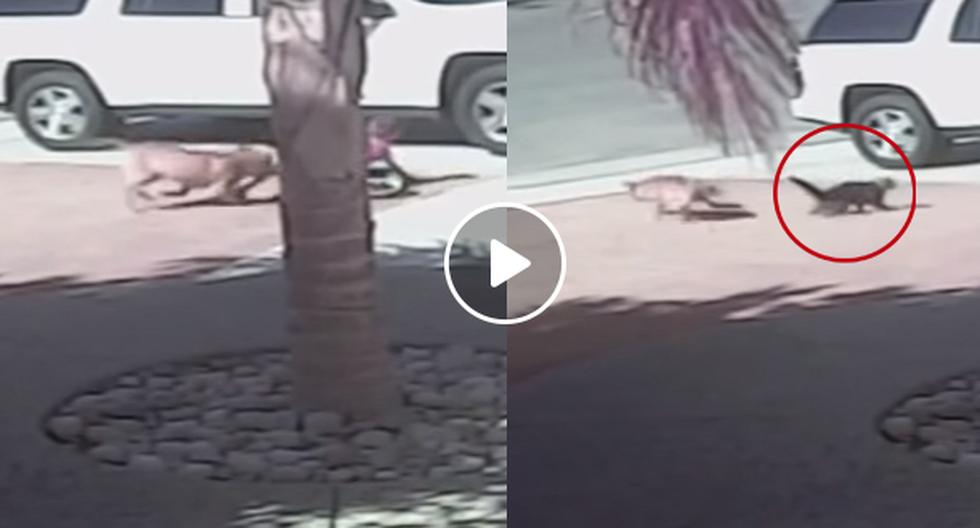 YouTube nos muestra cómo es que un gato salva increíblemente a un niño del ataque de un perro asesino. (Foto: captura)