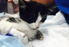 Facebook: Muerte de una pequeña gatita maltratada conmueve la red