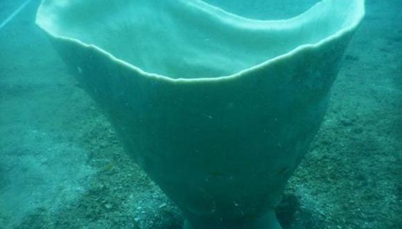 La gran Copa de Neptuno vive anclada al fondo marino y su mayor amenaza actual es la pesca de arrastre.