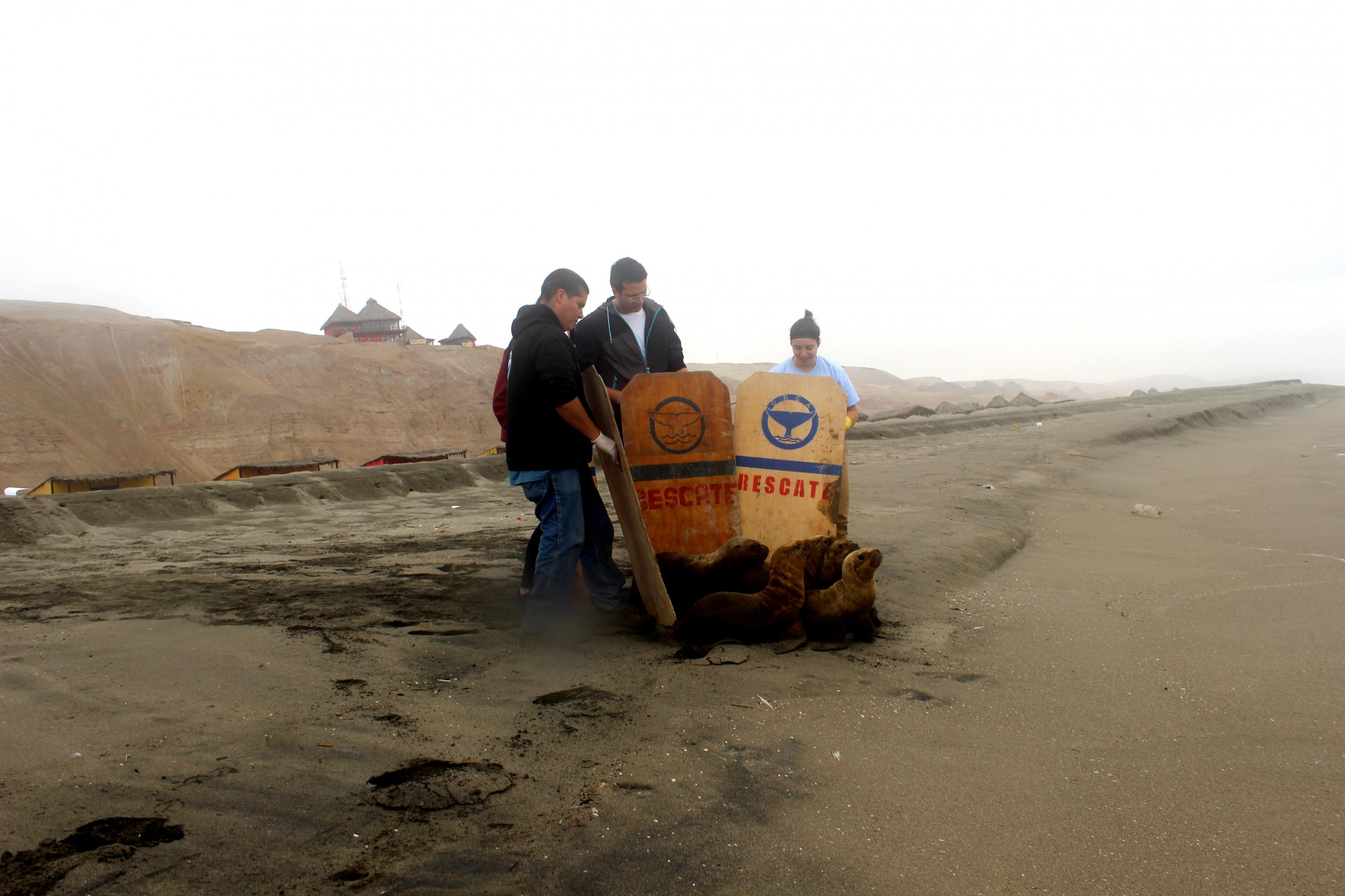 Animales fueron trasladados a la playa Wakama Eco-playa, ubicada en el kilómetro 175 de la Panamericana Sur (Fotos: Orca Perú)