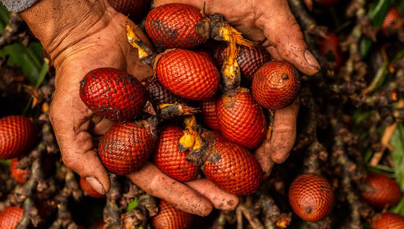El aguaje es una de las frutas que se encuentra en gran cantidad en los bosques de la comunidad awajún. (Foto: Difusión)