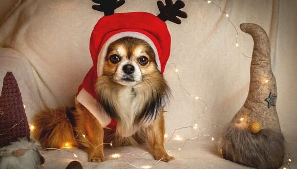 El sonido fuerte de la música o los destellos de las luces de Navidad pueden generar estrés en las mascotas. (Foto: HG-Fotografie / Pixabay)