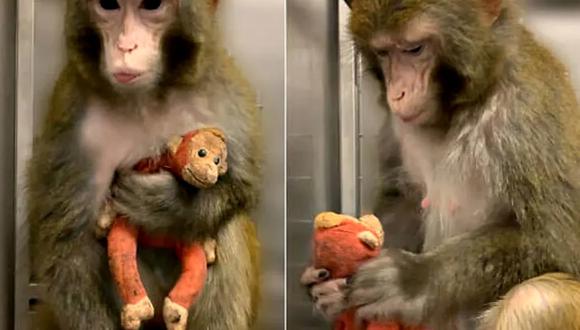 El experimento realizado con monos.
(Margareth S. Livingstone via PETA).