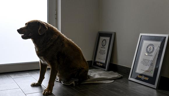 Bobi, un perro portugués de 31 años que había sido declarado el perro más viejo del mundo por el Libro Guinness de los Récords en su casa en el pueblo de Conqueiros, en Leiria. (Foto de PATRICIA DE MELO MOREIRA / AFP)