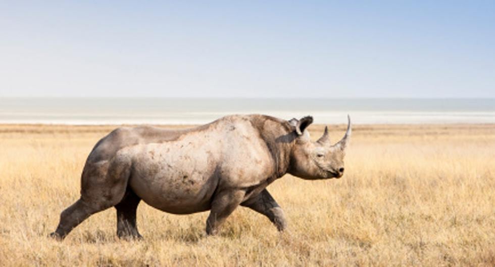A su edad, Sudán, el último rinoceronte blanco del norte en el mundo, no busca a su media naranja ni vivir una fugaz historia de amor. (Foto: Getty Images)