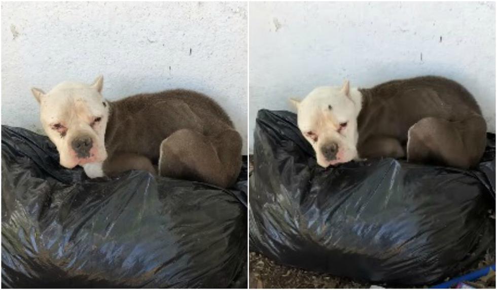 Así fue el radical cambio de Kita, una perrita que fue encontrada durmiendo sobre bolsas de basura en las afueras de una vivienda de Kentucky, Estados Unidos. (Foto: Captura)