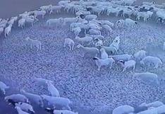 Un centenar de ovejas llevan caminando en círculo por 14 días seguidos y nadie sabe la razón | VIDEO