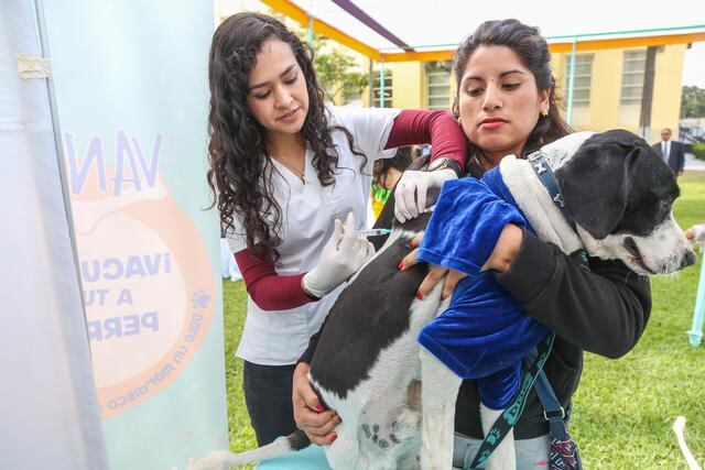 Minsa vacunará el 17 y 18 de diciembre a más de un millón de perros en Lima y Callao.