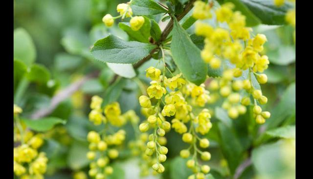 Agracejo (Berberis vulgaris) es ideal para aliviar la intoxicación por exceso de alimentos. Se preparan tisanas y se toma antes de los alimentos. (Foto: Shutterstock)