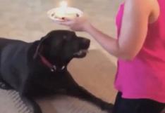 Perrito odia celebrar su cumpleaños y así lo demuestra