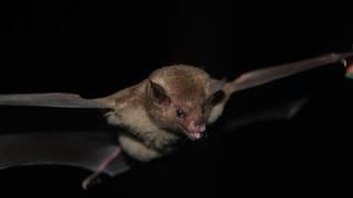Ecuador: la hazaña de conservar murciélagos en medio de los prejuicios