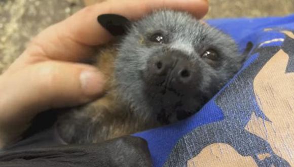 La tierna reacción de un murciélago al ser acariciado [VIDEO]