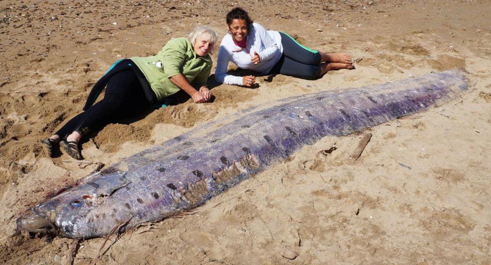Un pez de 5 metros aparece en la costa de una isla. (Foto: CNN)