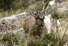 Chile: tras 12 años de espera en el Congreso, se crea el Servicio de Biodiversidad y Áreas Protegidas