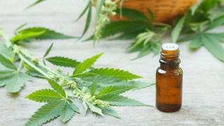 Minsa: “Mil pacientes usan aceite de cannabis en el Perú”