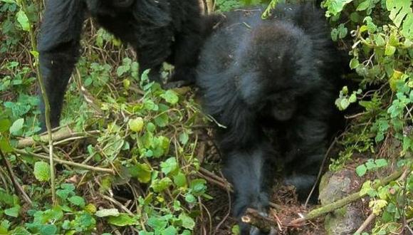 Jóvenes gorilas han aprendido a destruir trampas de cazadores
