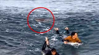 Australia: surfista sobrevive a puñetazos al ataque de un tiburón [VIDEO]