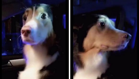 Un perro ha hecho sonreír a los usuarios de Facebook, quienes lo vieron en un video que se volvió viral con el pasar de las horas. ¿Acaso este será uno de los mejores de este año? (Captura)