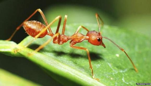Científicos descubren una especie de hormiga que nunca envejece