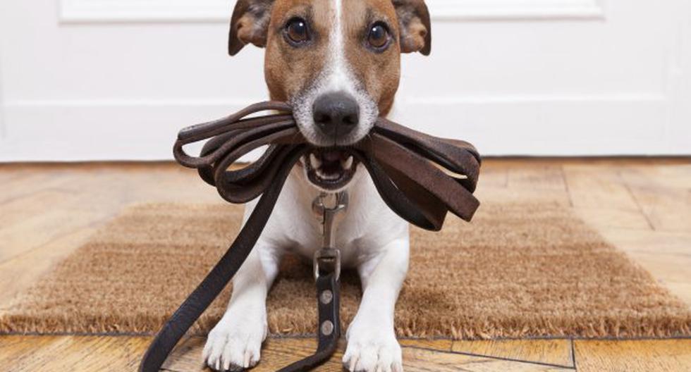 Adoptar un perro abarca muchas responsabilidades. (Foto: ThinkStock)