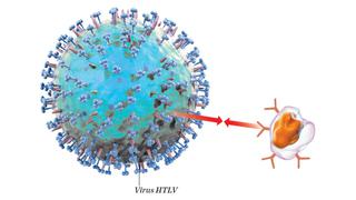 Virus HTLV, el hermano menor del VIH