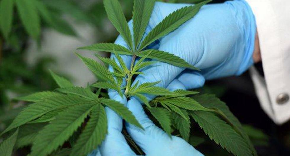 Devida señaló que la norma sobre el uso del cannabis con fines medicinales es un paso fundamental para atender a los pacientes que requieren productos medicinales a base de cannabis. (Foto: Andina)