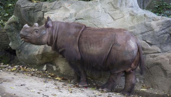 Llega a Indonesia uno de los últimos rinocerontes de Sumatra