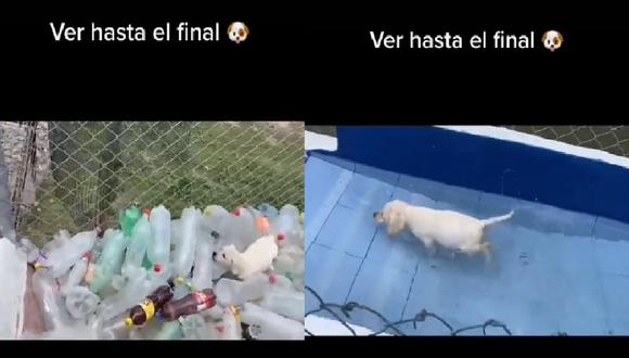 Entrenador muestra la increíble preparación de un cachorro para ser perro de búsqueda y rescate | VIDEO (Foto: Facebook/Osorio Kennel).