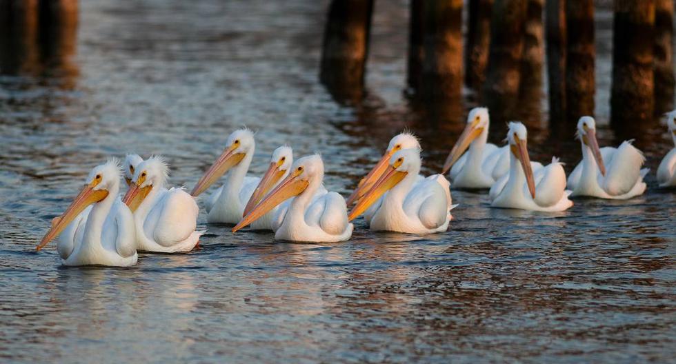 Los pelícanos borregones llegan cada año desde Canadá al lago de Chapala, donde pasan seis meses antes de iniciar nuevamente su recorrido hacia el norte. (Foto: Referencial/Pixabay)