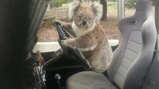 Insólito: Koala trata de "robar" una Land Rover