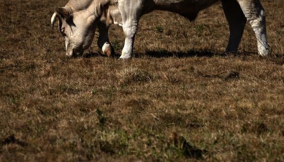 Foto referencial. Un toro que se había escapado de su cercado, no lejos del banco, corrió por el aparcamiento del establecimiento antes de entrar en él. (Foto de archivo: JOEL SAGET / AFP)