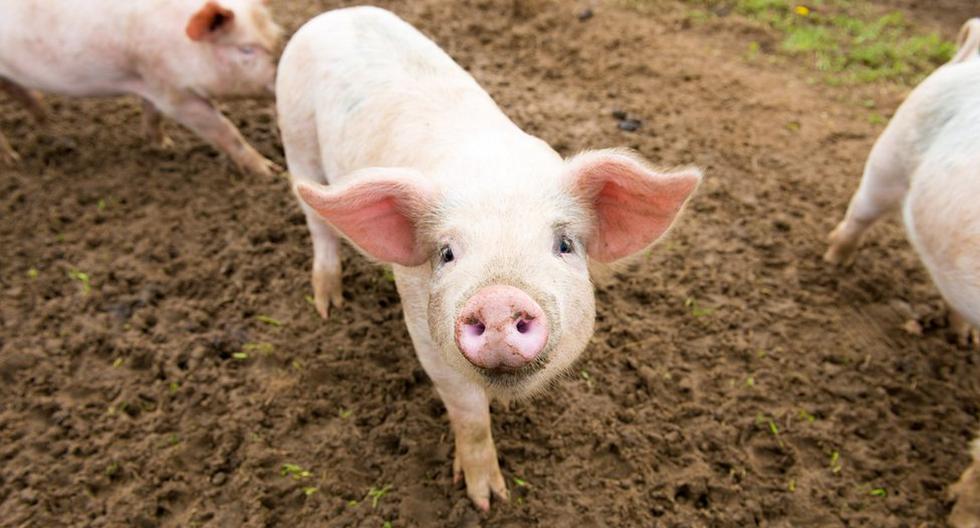 A los cerdos criados para trasplantes se les modifican los genes (Foto: Archivo).