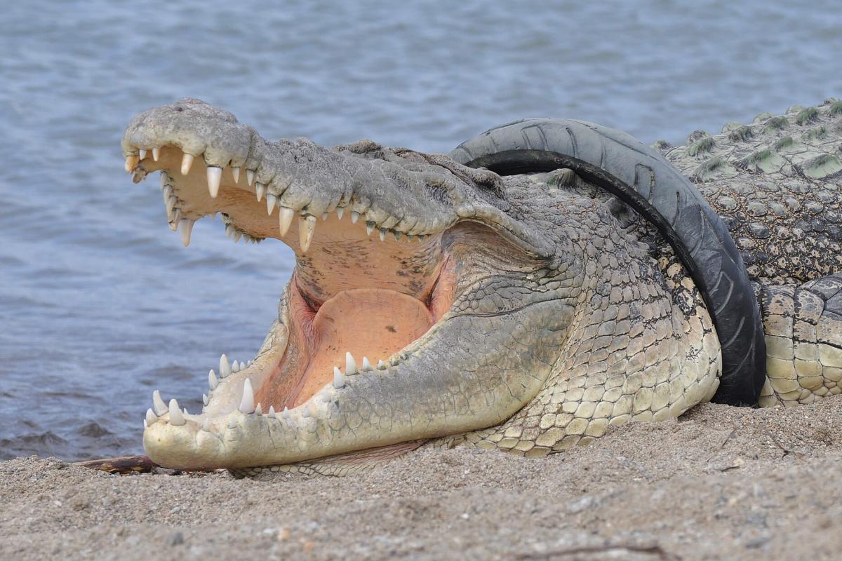 Ofrecen recompensa por quitar un neumático del cuello de un cocodrilo  gigante en Indonesia | Animales | Insólito | Medio ambiente | RESPUESTAS |  EL COMERCIO PERÚ