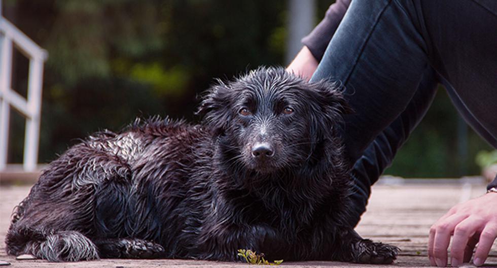 Joven protege de la lluvia con su chaqueta a un perro empapado. (Pixabay)