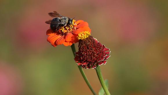 Científicos crean primera abeja robótica que puede polinizar