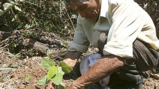 Narcotráfico deforestó más de 2 millones de hectáreas de bosques en el país