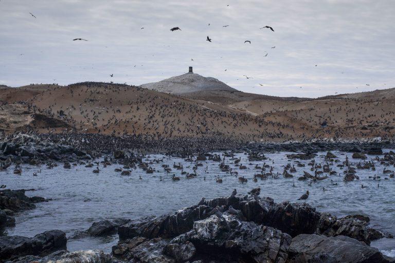 Paisaje de la isla Lobos Afuera en el Perú. Fotos: Antonio Escalante.