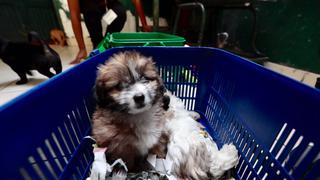 Cachorros rescatados de vendedores necesitan un hogar [FOTOS]