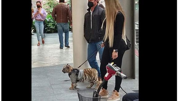 Una mujer fue captada paseando un tigre en un centro comercial de México. (Foto Tomada de Twitter: @ZaiPorras).