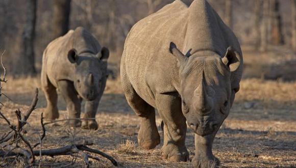 Enviarán 80 rinocerontes a Australia para evitar su extinción