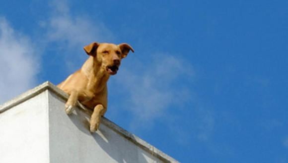 Mantener a tu perro en el techo de tu casa es una excelente forma de provocar ladridos en exceso.
