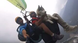 La simpática reacción de un perro que voló en parapente con su dueño causa sensación en redes