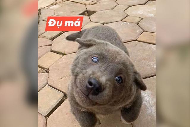 Por su pelaje y orejas puntiagudas, los usuarios debaten si Dúi es un perro, un gato o un oso  (Foto: Facebook/ Gấu Mèo Bắc Mỹ)