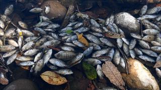 Mortandad de peces en río Lempa causa alarma en Centroamérica