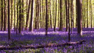 Lugar mágico: Hallerbos es un bosque lleno de flores violetas