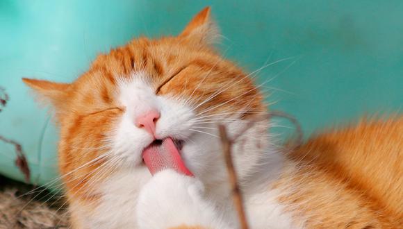 Día Internacional del Gato: ¿por qué se celebra el 8 de agosto y en otras dos fechas del año? | Foto: Pixabay